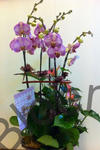 Orchid Phalaenopsis Gift Set - CODE 1123